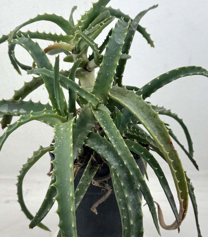 A photo of Aloe arborescens