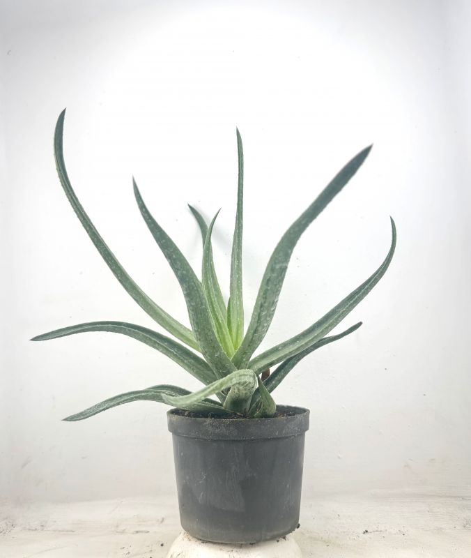 Foto de un cactus que se está identificando actualmente