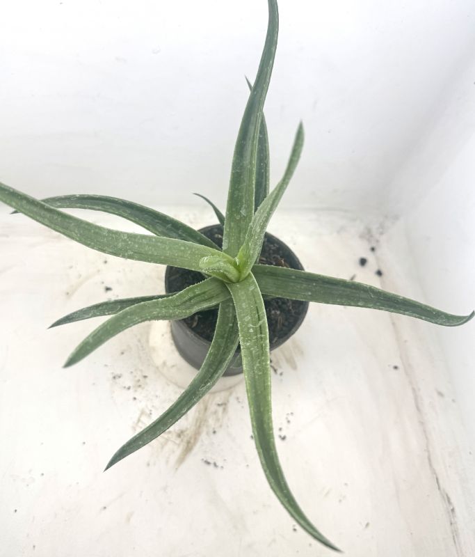 Foto de un cactus que se está identificando actualmente