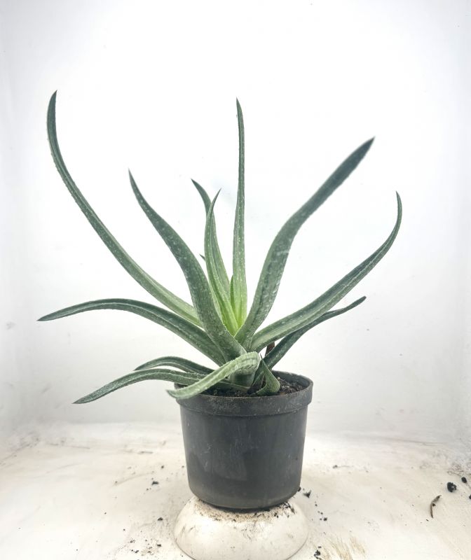 Foto de un cactus que se está identificando actualmente