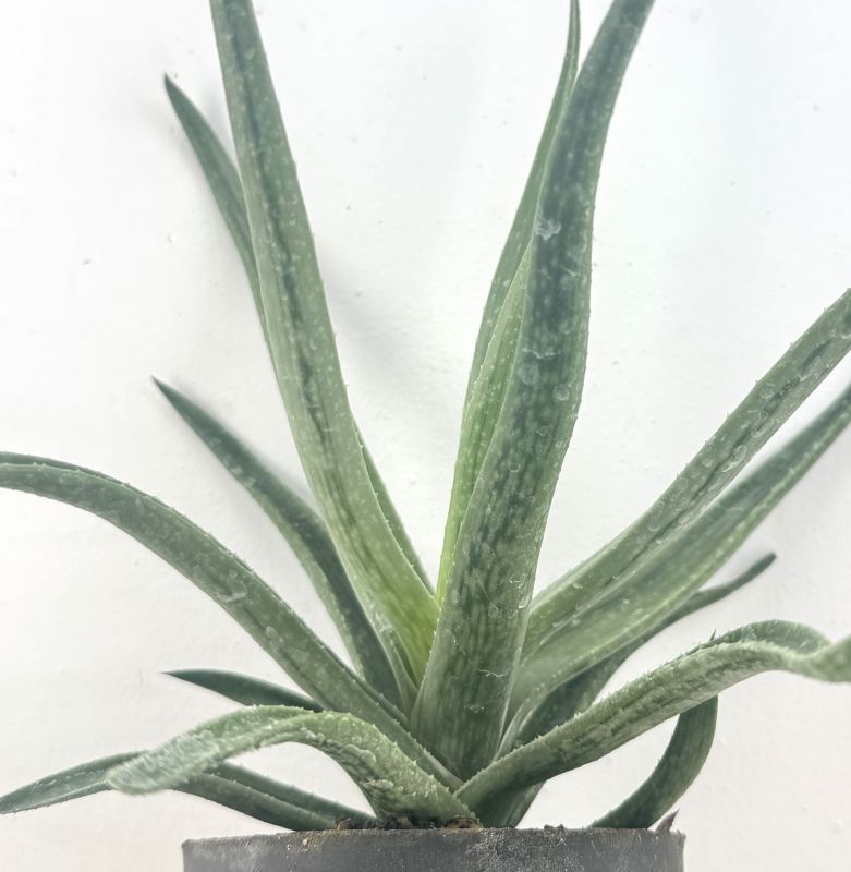 Foto de un cactus que se está identificando actualmente
