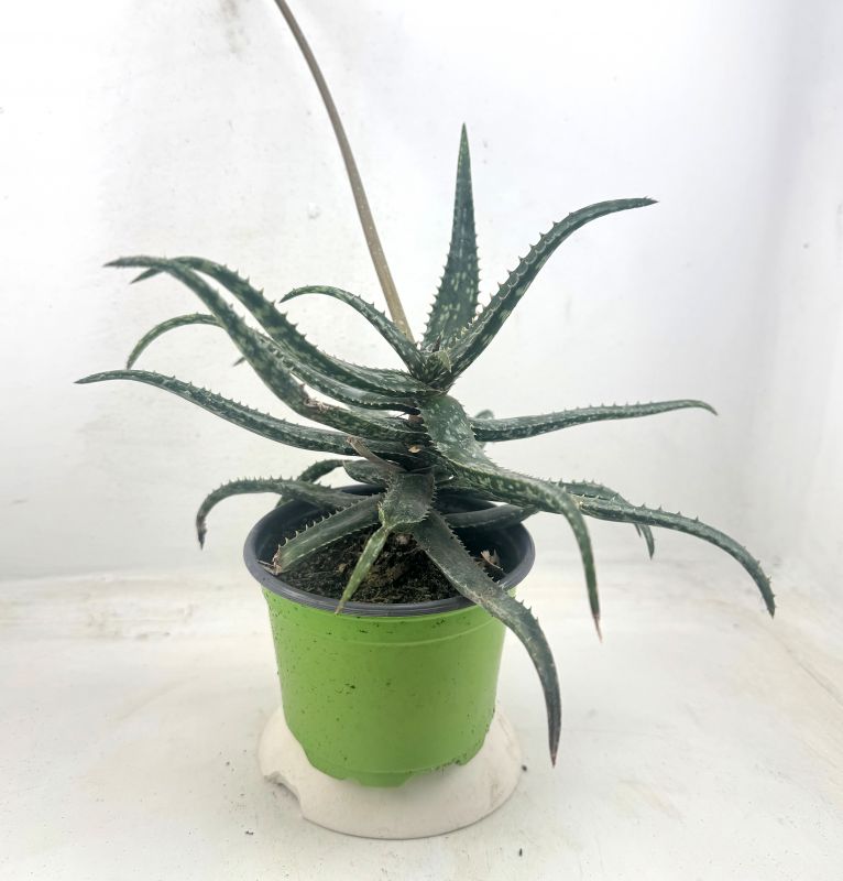 Foto de un cactus que se está identificando actualmente
