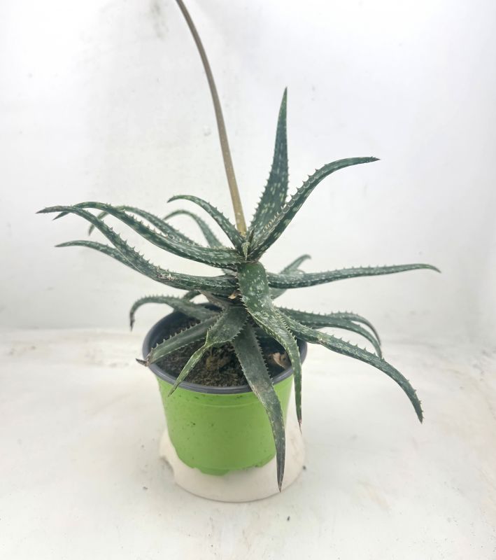 Foto de un cactus que se está identificando actualmente
