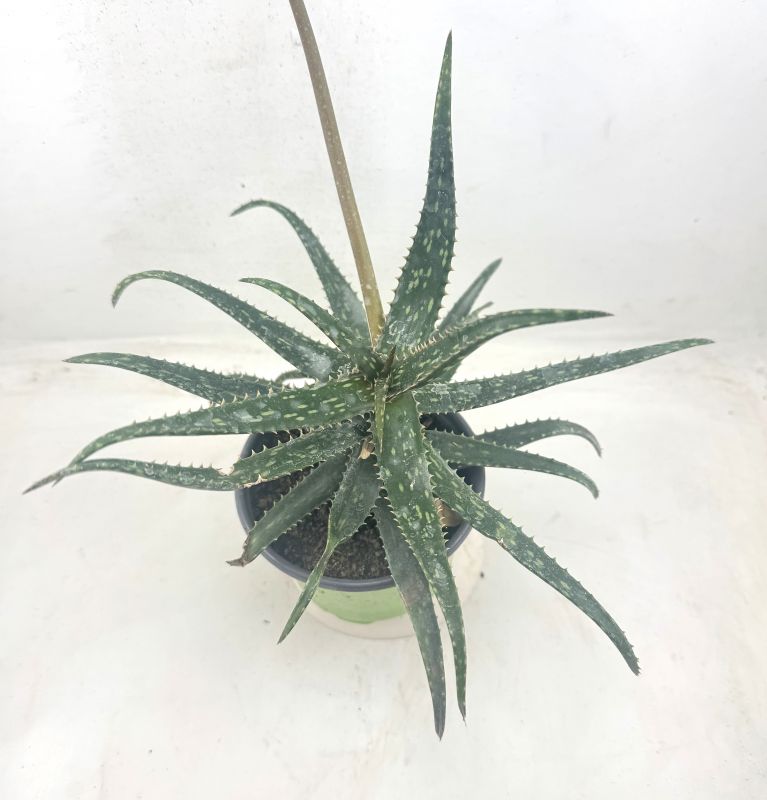 Foto de un cactus que se está identificando actualmente
