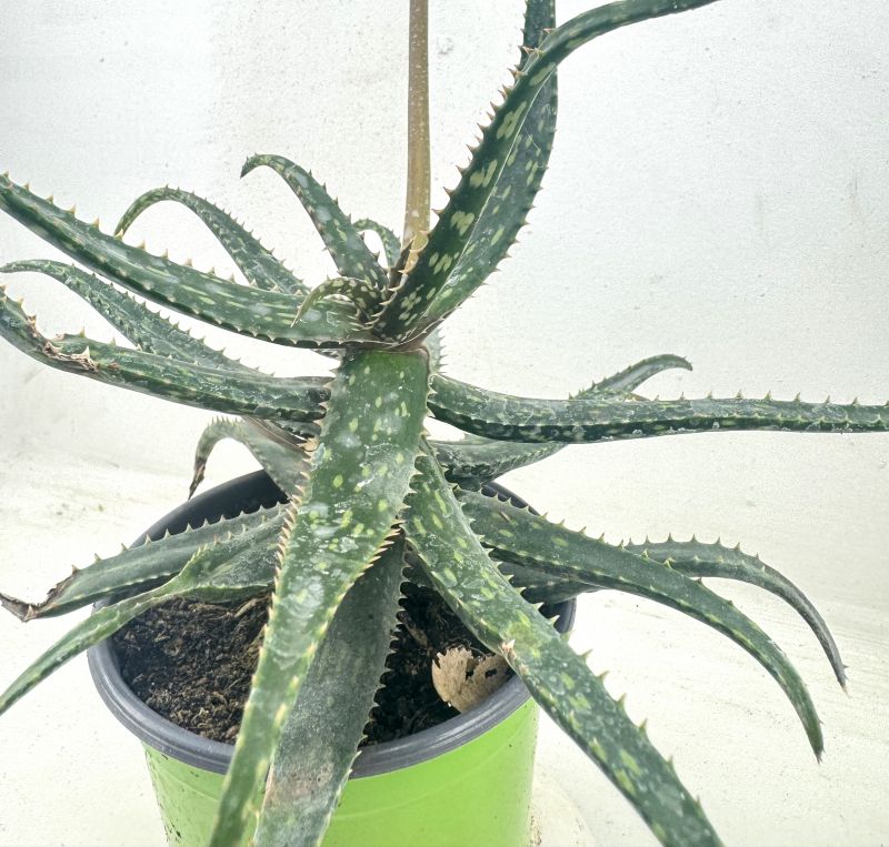 Foto de un cactus que se está identificando actualmente