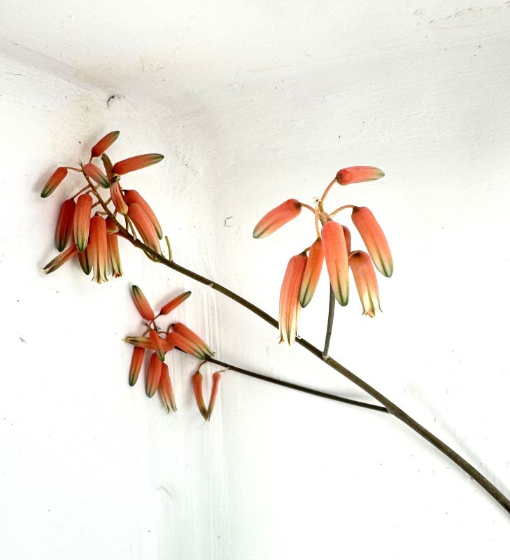 Foto de un cactus que se está identificando actualmente