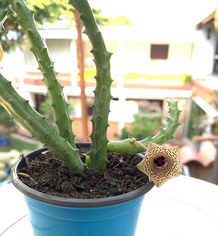 Foto de un cactus que se está identificando actualmente