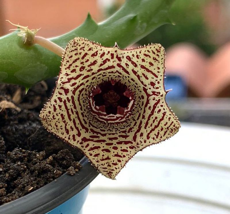 Foto de un cactus que se está identificando actualmente