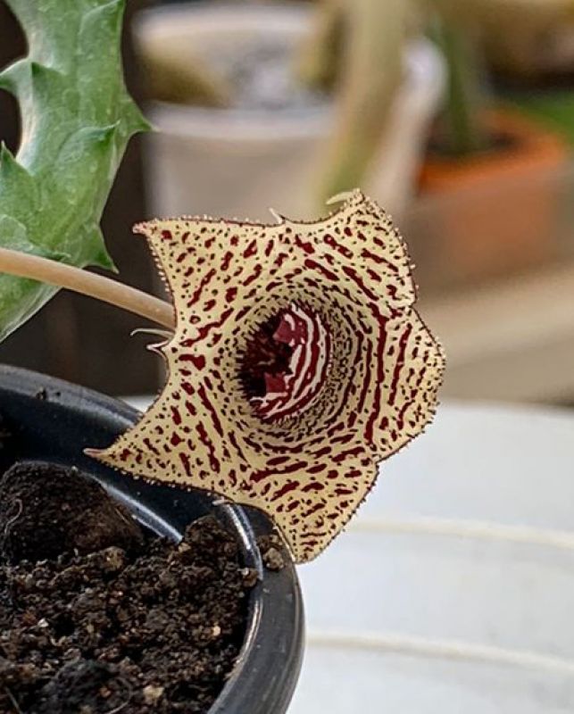 Foto de un cactus que se está identificando actualmente