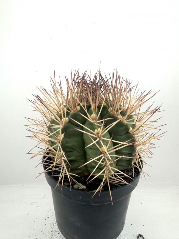 Photo of a cactus currently being identified