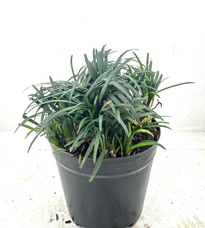 Foto de un cactus que se está identificando actualmente