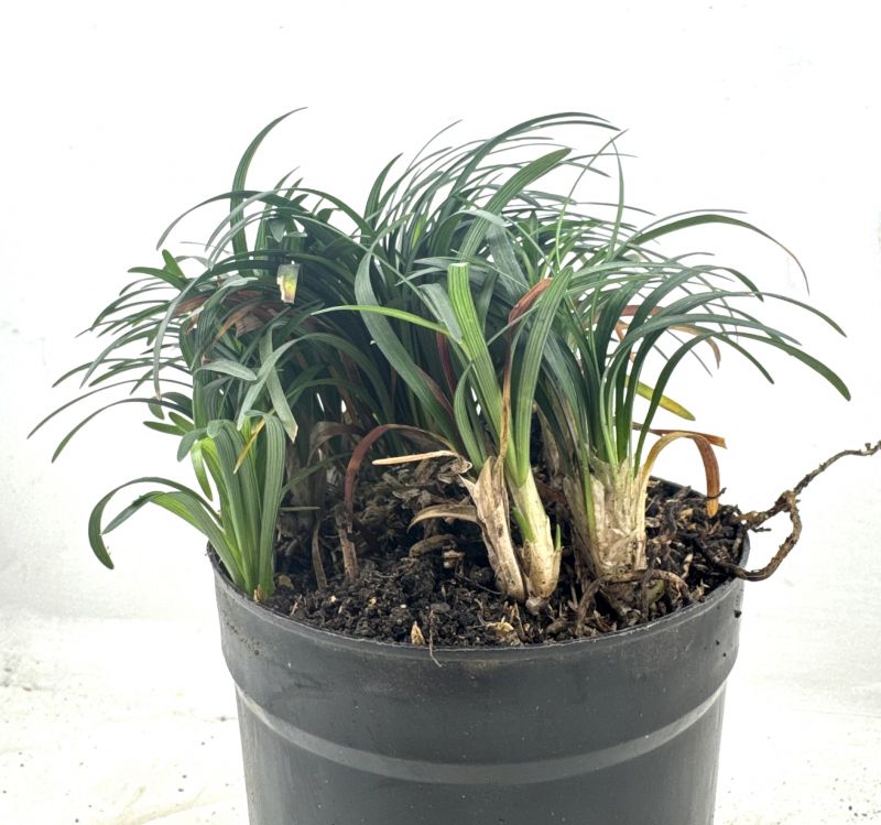 Foto de un cactus que se está identificando actualmente