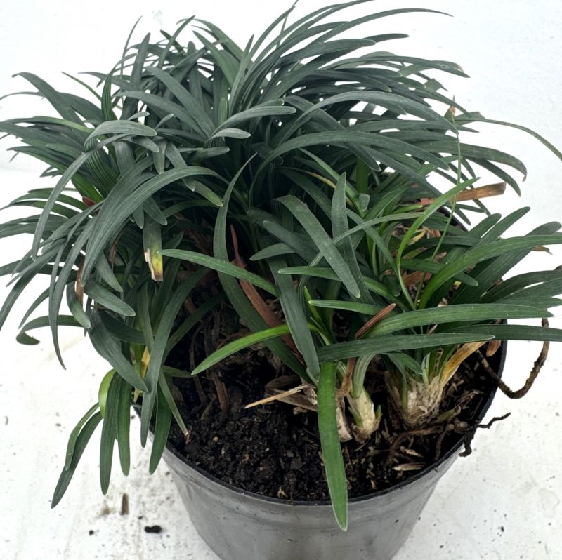 Foto de un cactus que se está identificando actualmente