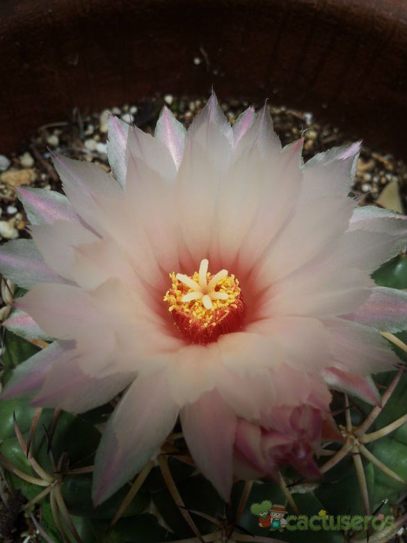 Una foto de Coryphantha elephantidens