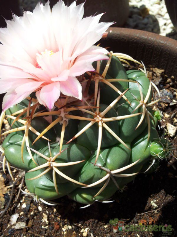 Una foto de Coryphantha elephantidens