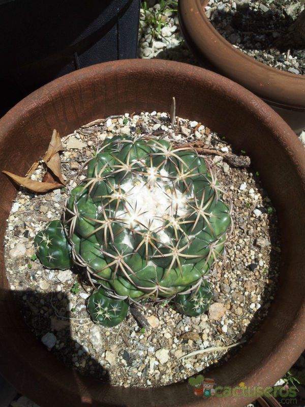 Una foto de Coryphantha elephantidens