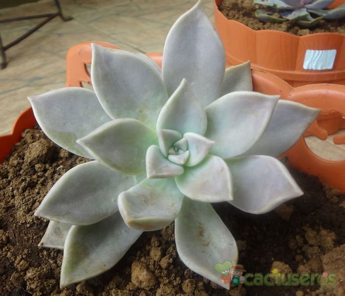 Una foto de Graptopetalum paraguayense