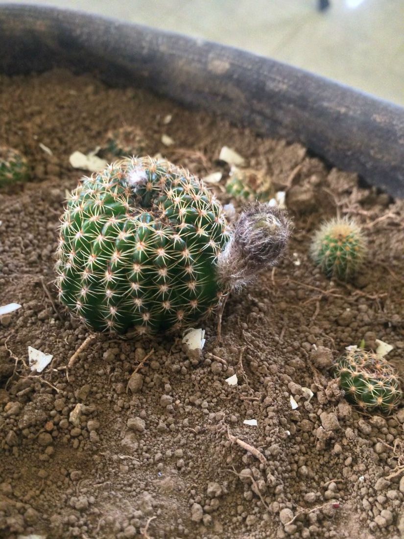 Una foto de Echinopsis ancistrophora