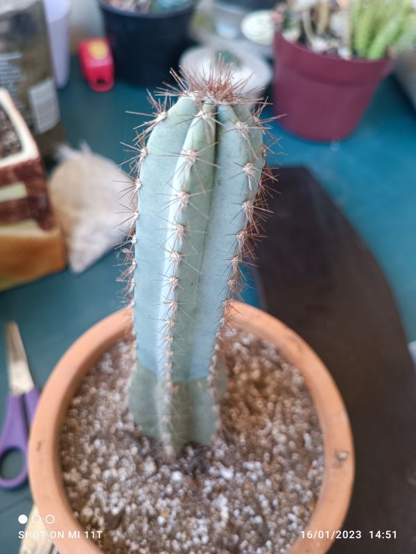 Foto de un cactus que se está identificando actualmente