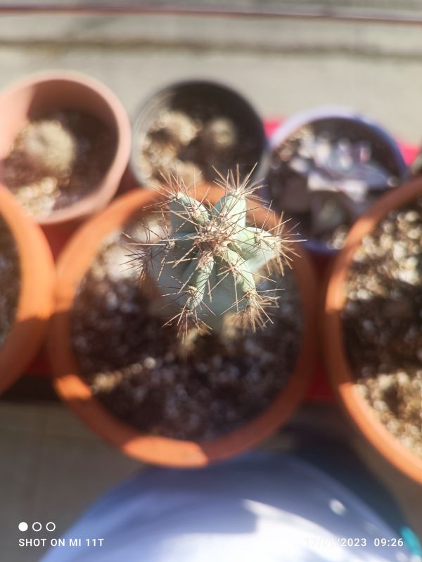 Foto de un cactus que se está identificando actualmente