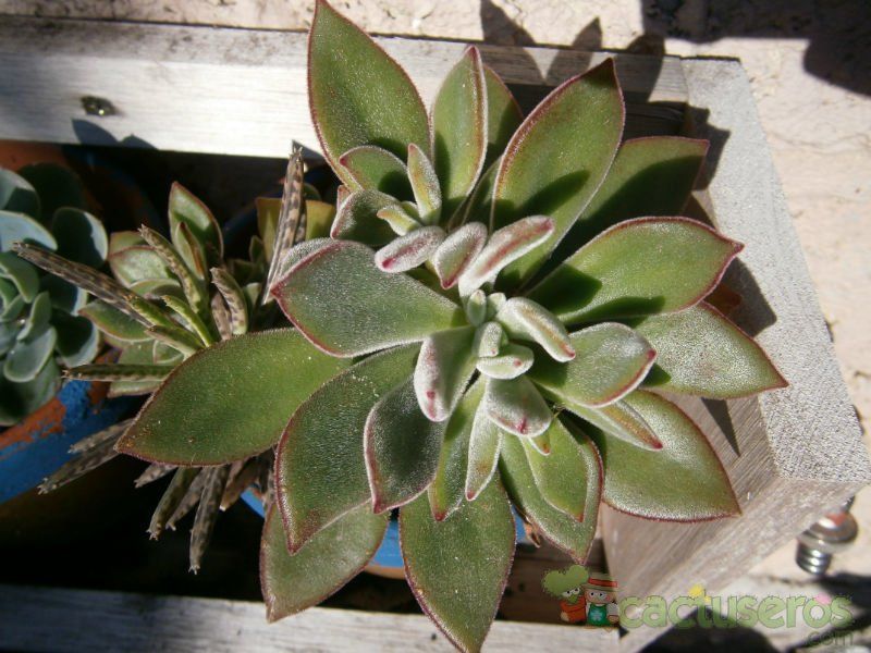 Una foto de Echeveria X pulv oliver (E. pulvinata x E. harmsii) (Hibrido)
