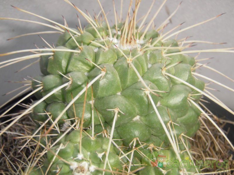 A photo of Mammillaria compressa ssp. compressa