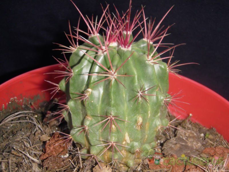 Una foto de Ferocactus pilosus
