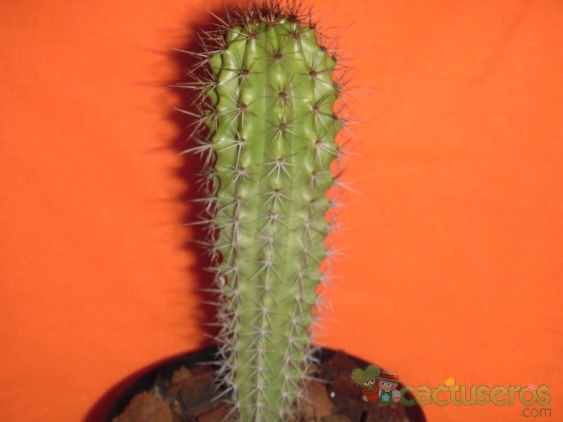 Una foto de Stenocereus thurberi subsp. thurberi