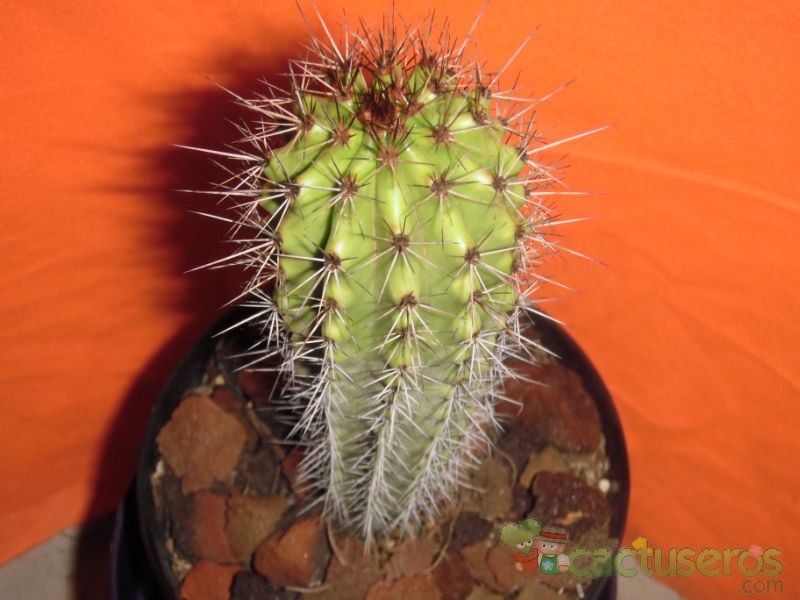 Una foto de Stenocereus thurberi subsp. thurberi