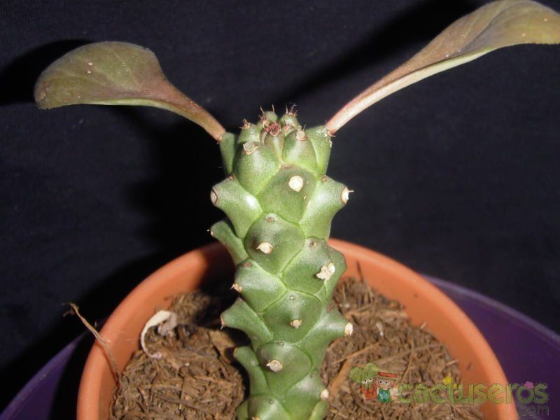 A photo of Euphorbia ritchiei