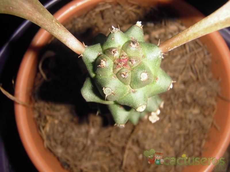 A photo of Euphorbia ritchiei