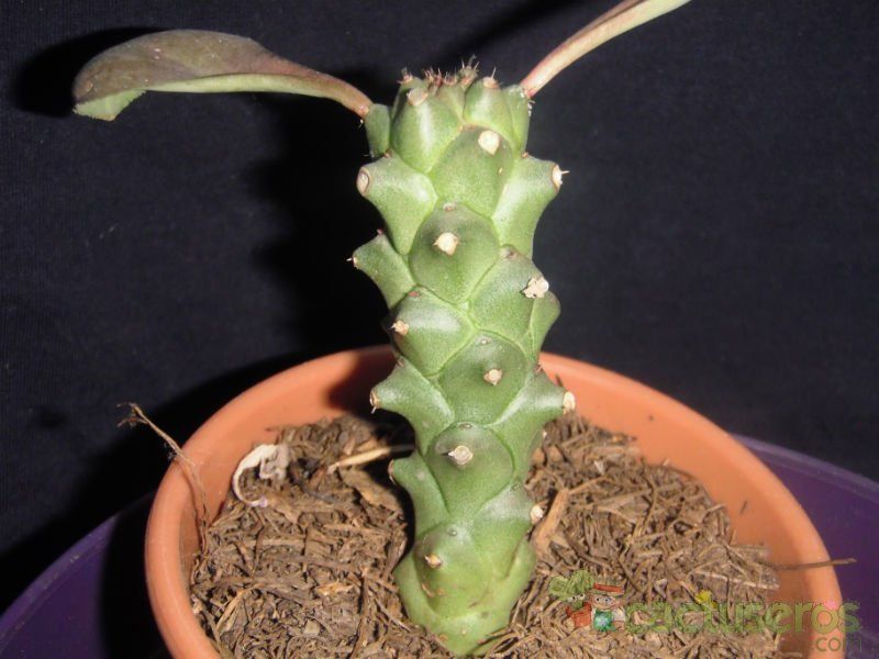 A photo of Euphorbia ritchiei
