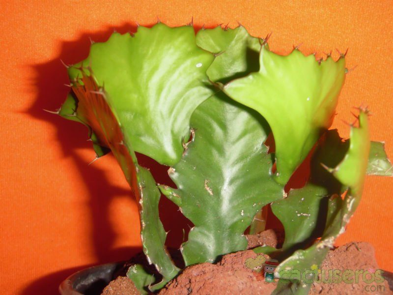 Una foto de Euphorbia bougheyi