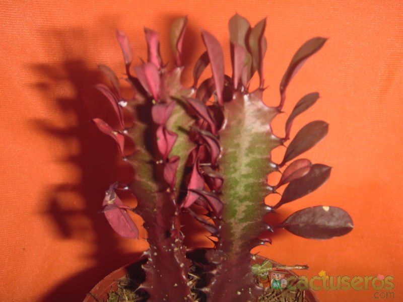 Una foto de Euphorbia trigona var. rubra