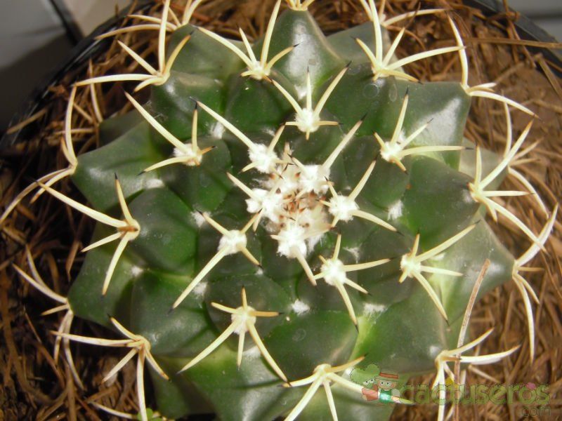 A photo of Mammillaria magnimamma