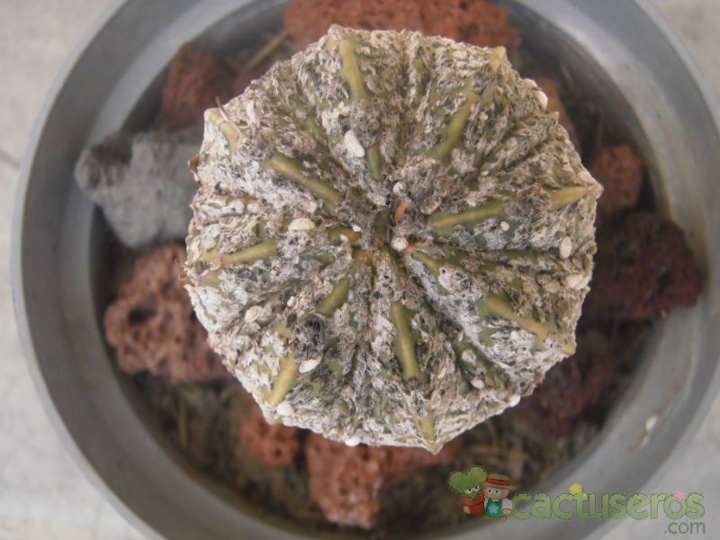 Una foto de Astrophytum asterias cv. SUPERKABUTO x Astrophytum capricorne SK-CA (Hibrido)