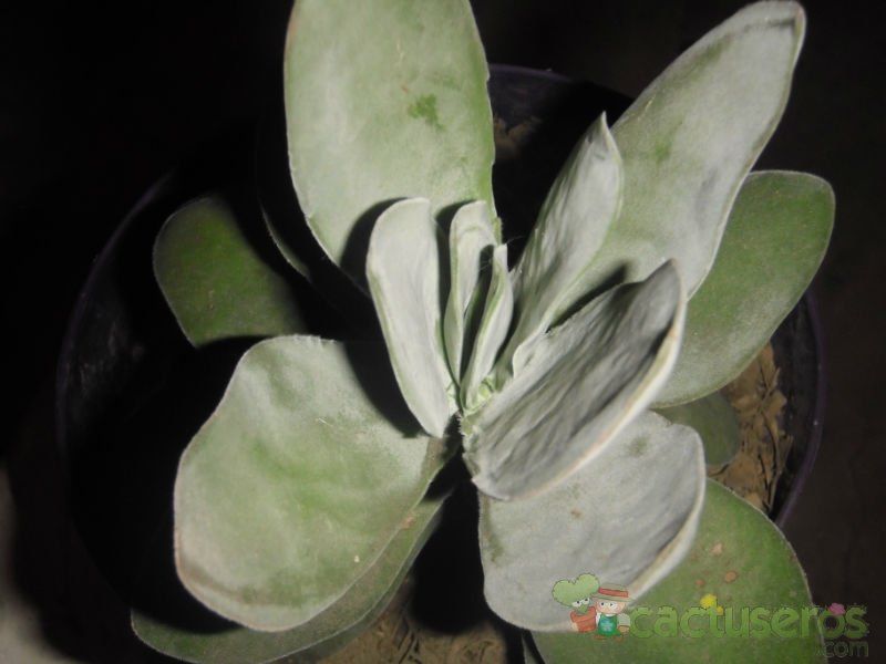 Una foto de Crassula cotyledonis