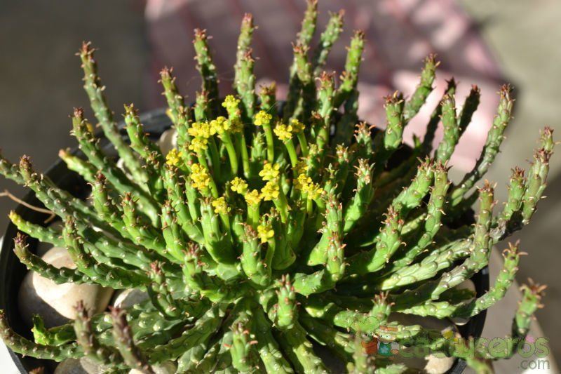 Una foto de Euphorbia flanaganii