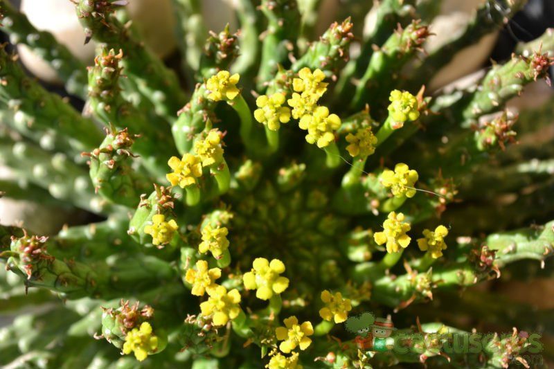 Una foto de Euphorbia flanaganii