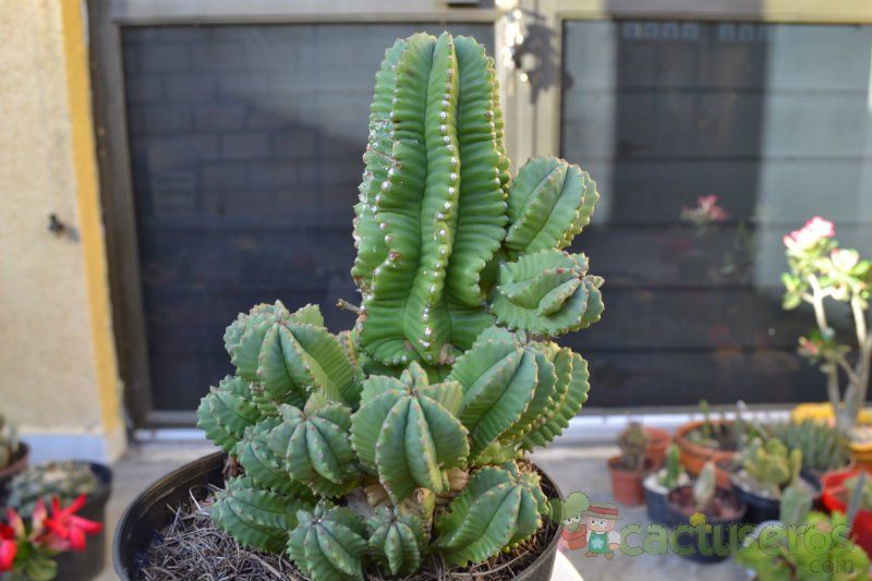A photo of Euphorbia anoplia