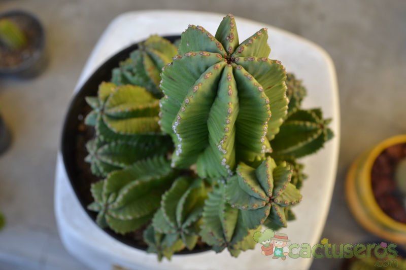A photo of Euphorbia anoplia