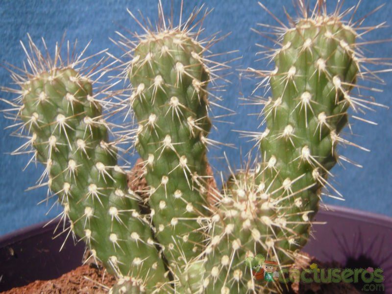 Una foto de Cylindropuntia fulgida