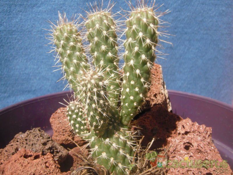 Una foto de Cylindropuntia fulgida