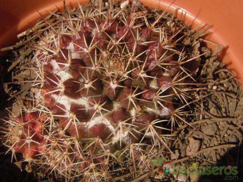 A photo of Mammillaria voburnensis ssp. voburnensis