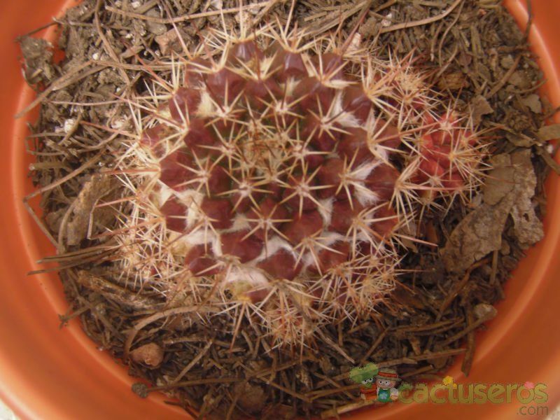 A photo of Mammillaria voburnensis ssp. voburnensis