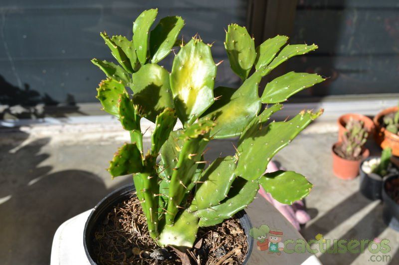 Una foto de Brasiliopuntia brasiliensis