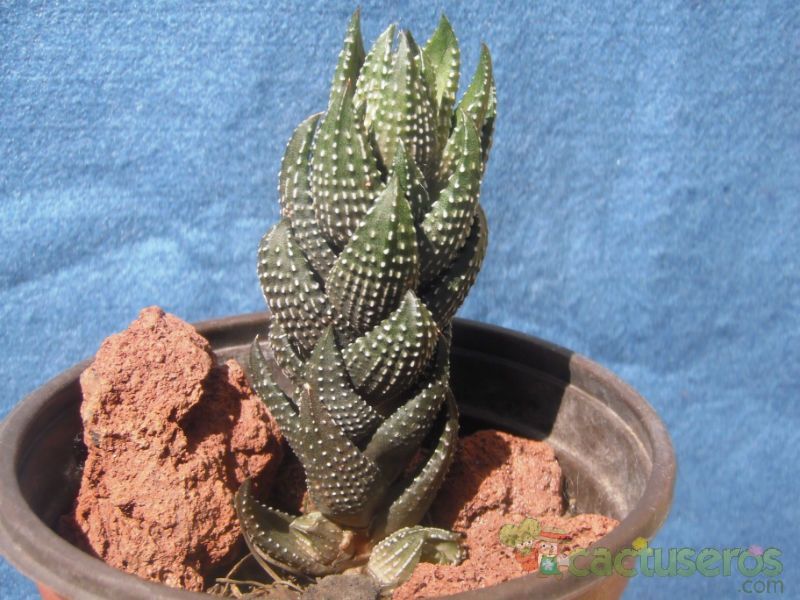 A photo of Haworthia coarctata