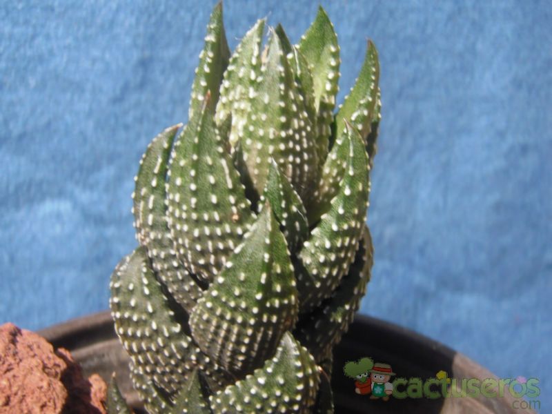 A photo of Haworthia coarctata