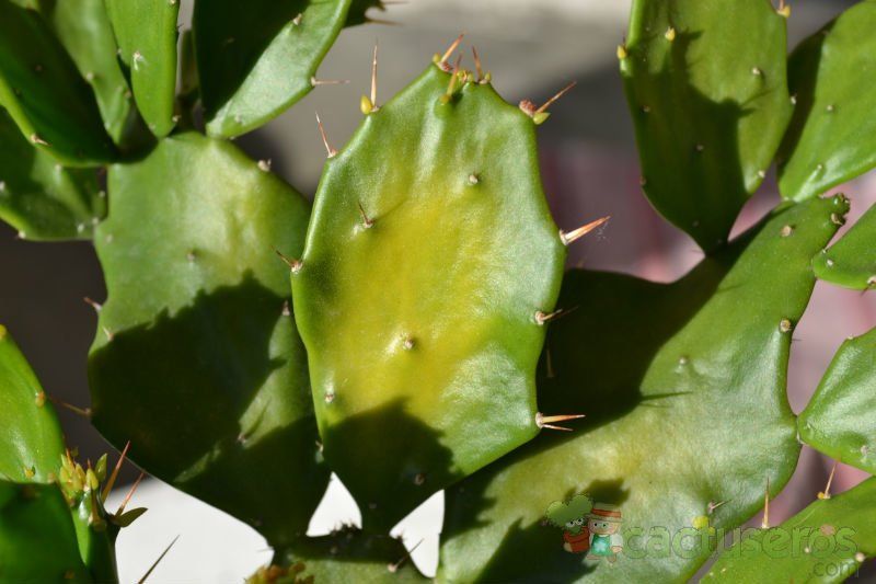 Una foto de Brasiliopuntia brasiliensis