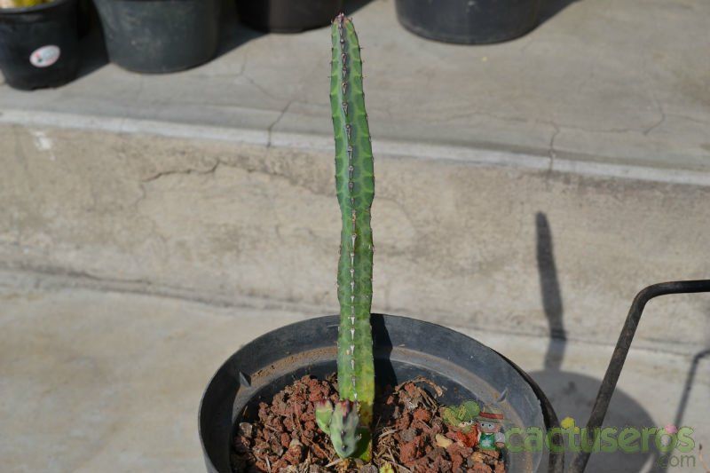 Una foto de Euphorbia heterochroma